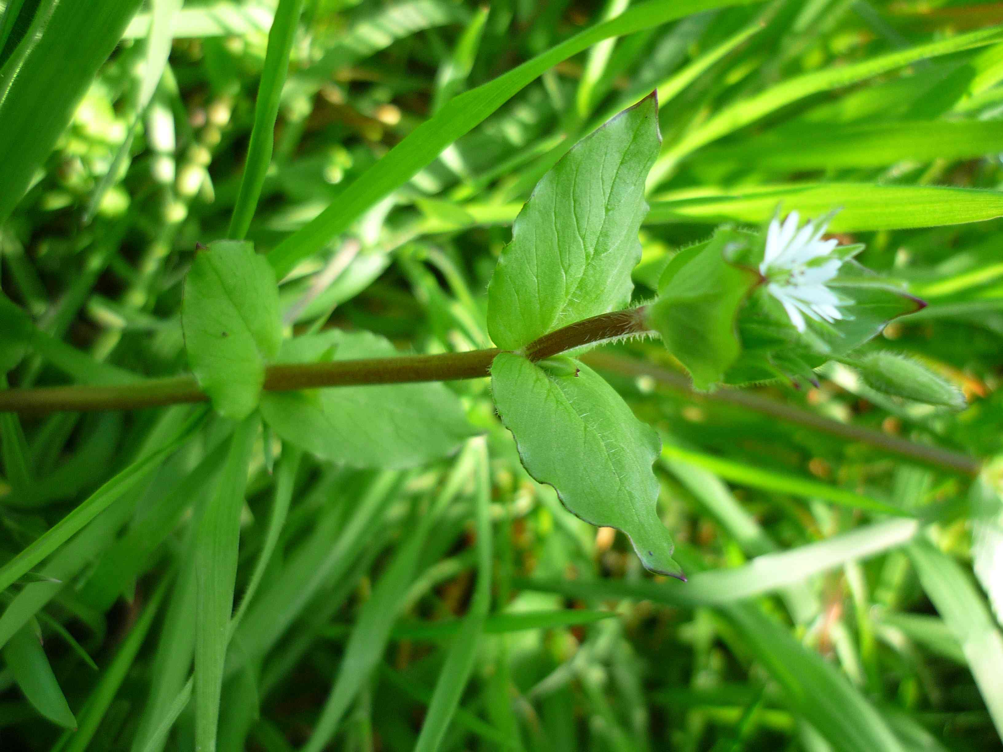 Stellaria media